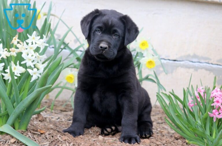 Black Puppy