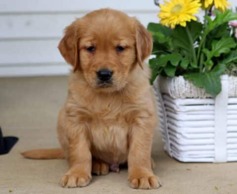 Blu Golden