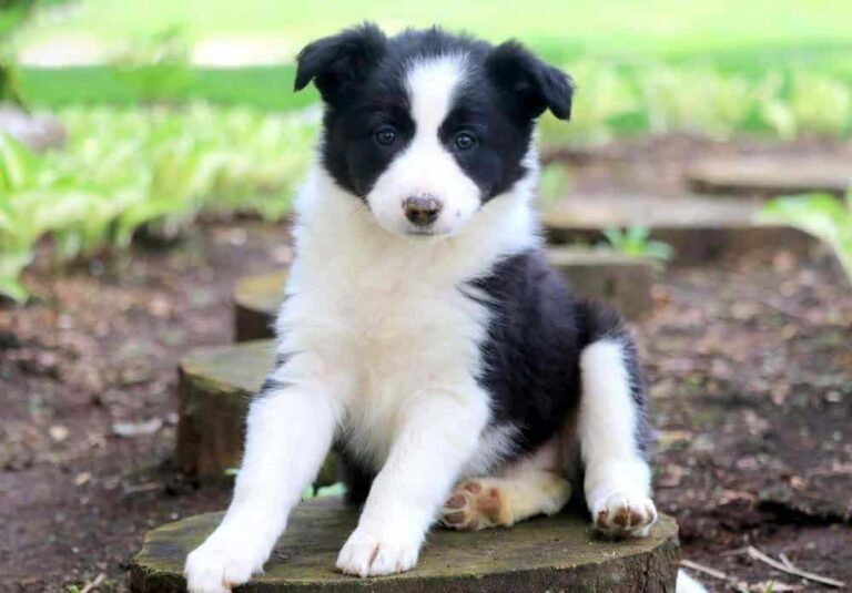 Border Collie Puppy
