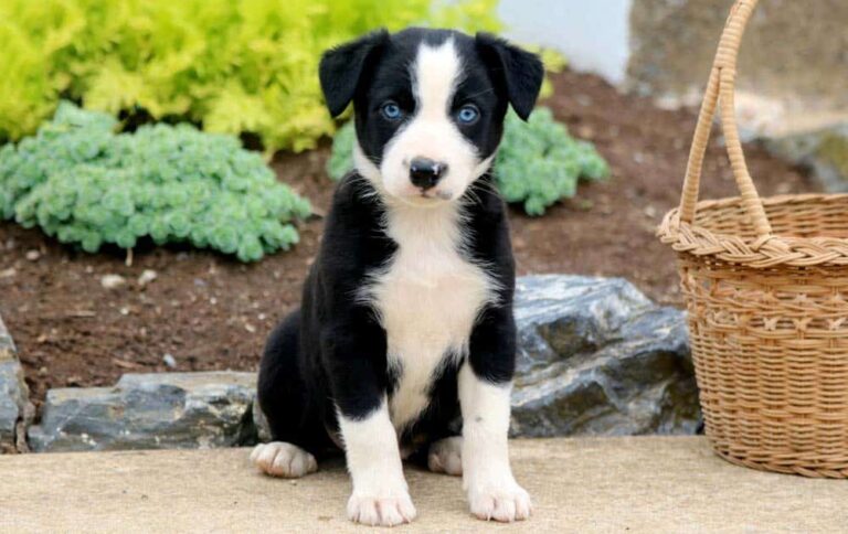 Border Collie Mix