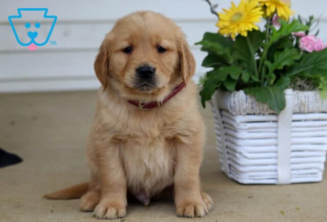Brock Golden image