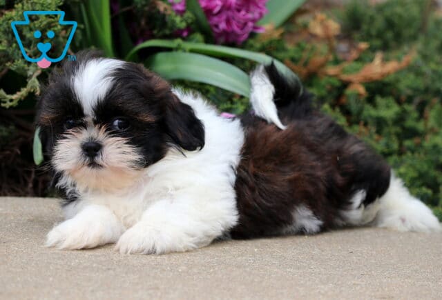 Buck Shih Tzu2 image