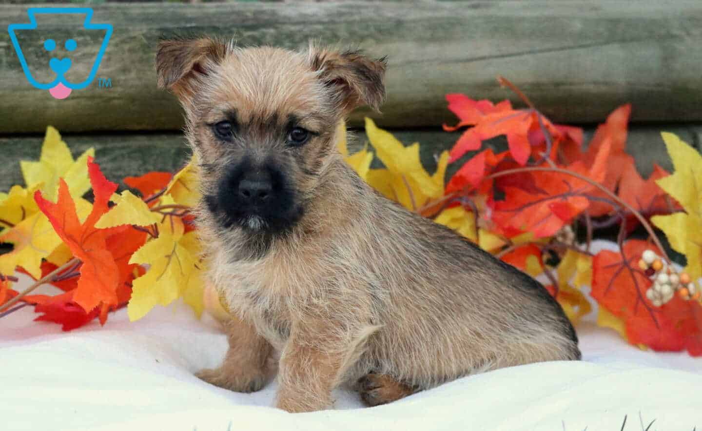 Cairn Terrier
