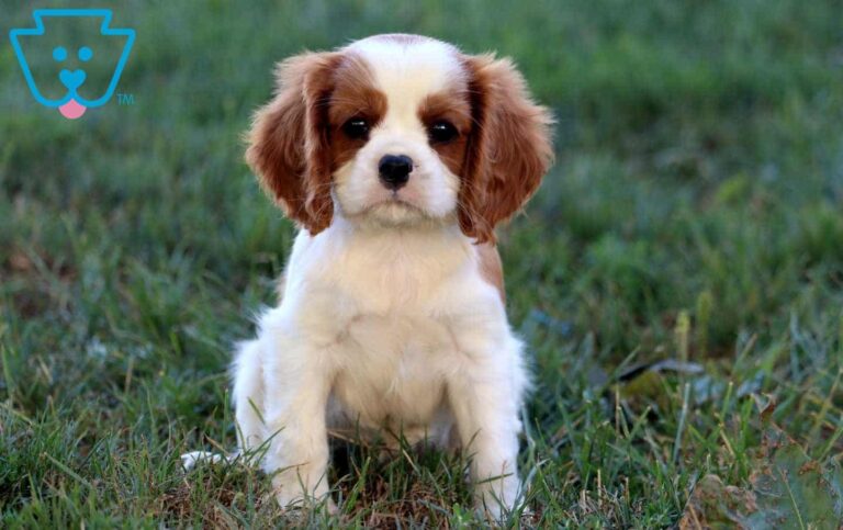 Cavalier Puppy