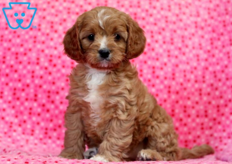 Cavapoo Puppy