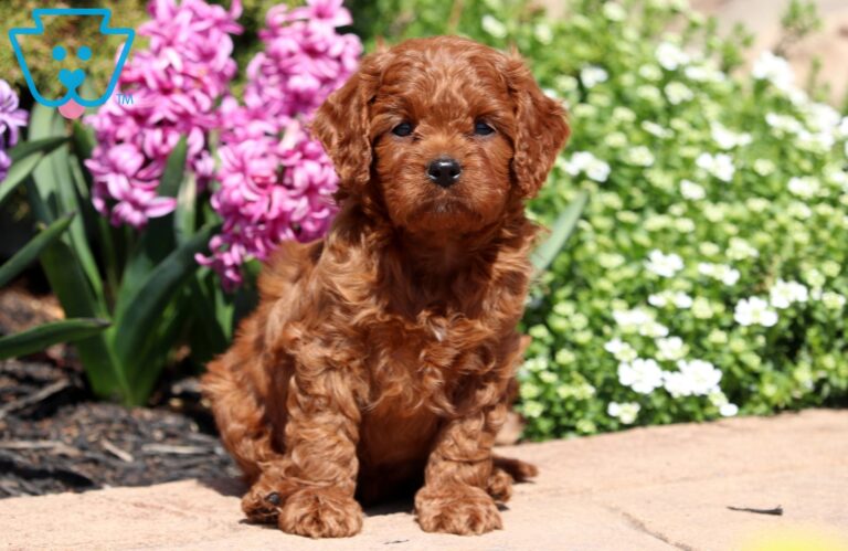 Cavapoo Puppy