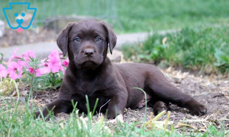 Chocolate Lab