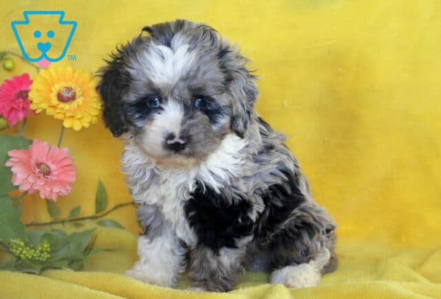 Tri-Colored Cockapoo puppy with a fluffy coat and white blaze on its face sitting on a yellow blanket in front of a bunch of pink and yellow artificial flowers. image