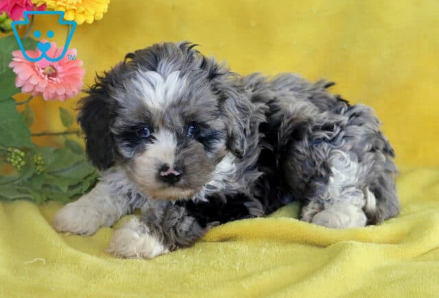 Adorable Cockapoo puppy with a curly blue merle coat and a white blaze on its face, lying on a yellow blanket beside vibrant pink and yellow flowers. image