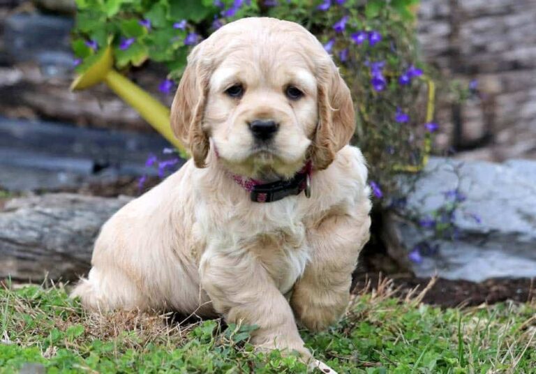 Cocker Spaniel Puppy