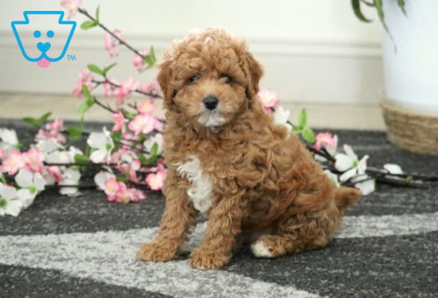 Cody Cavapoo image