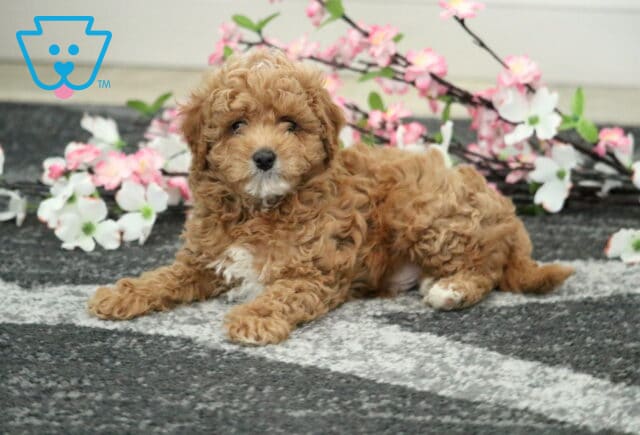 Cody Cavapoo2 image