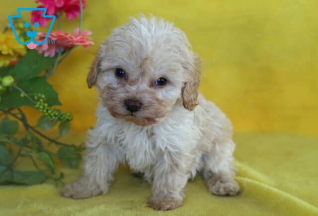 Cream-colored Cockapoo puppy with soft, curly fur standing on a yellow blanket in front of flowers. image