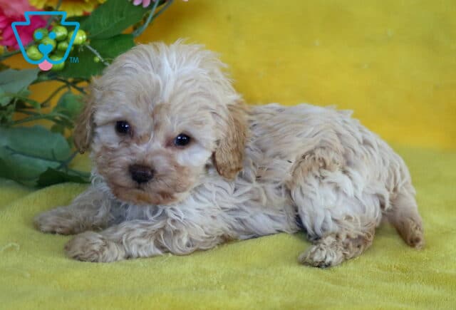 Curly cream Cockapoo puppy lying on a yellow blanket with soft green leaves and pink flowers in the background, looking sweetly at the camera. image