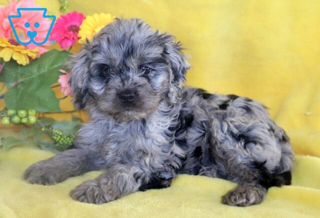 Merle-patterned Cockapoo puppy with soft, curly fur lying on a yellow blanket in front of bright artificial flowers and greenery. image