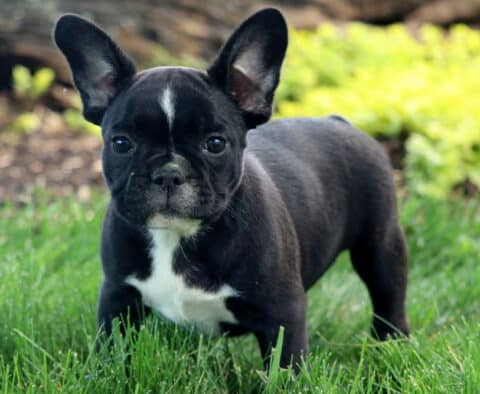 Cookie Frenchie Retake