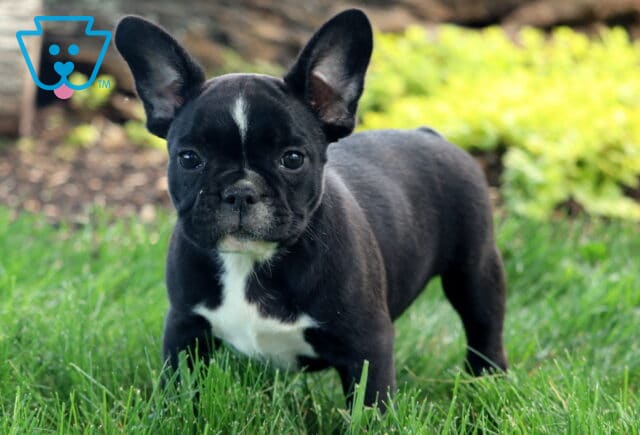 Cookie Frenchie Retake image