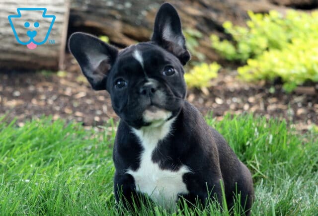 Cookie Frenchie Retake2 image