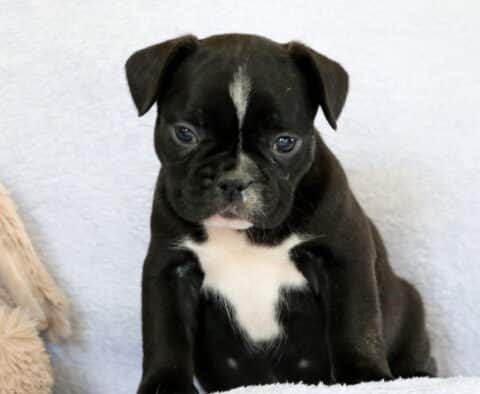 Cookie Frenchie4