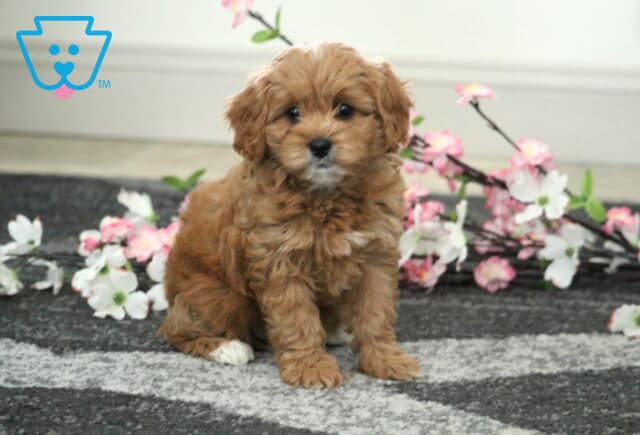 Cutie Cavapoo image