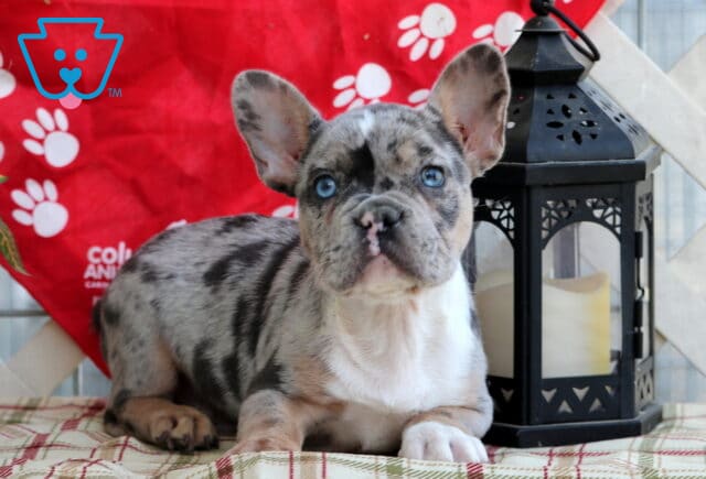 Domino Frenchie2 image