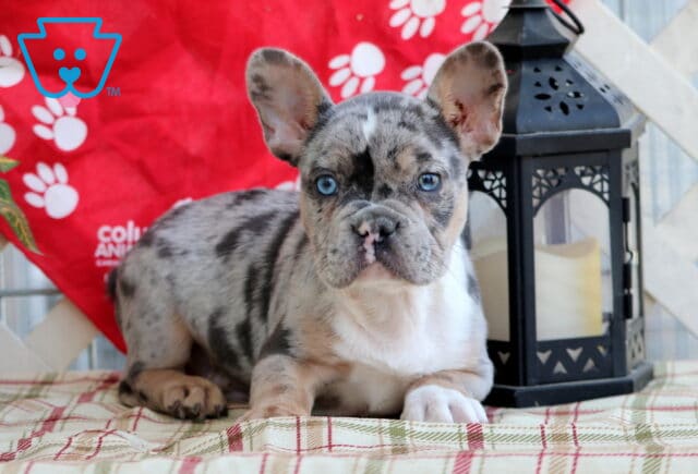 Domino Frenchie3 image