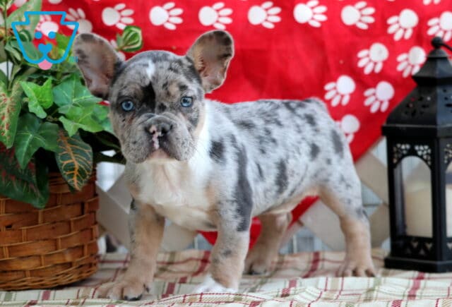 Domino Frenchie4 image