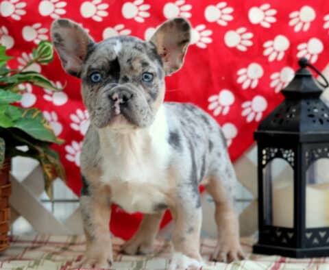 Domino Frenchie5