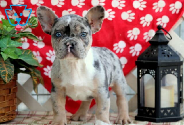 Domino Frenchie5 image