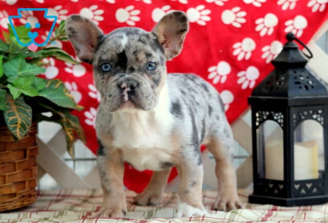 Domino Frenchie6 image