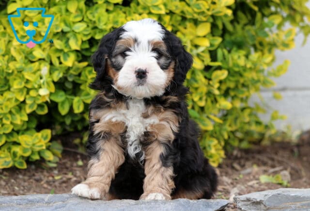 Duke Mini Bernedoodle2 image