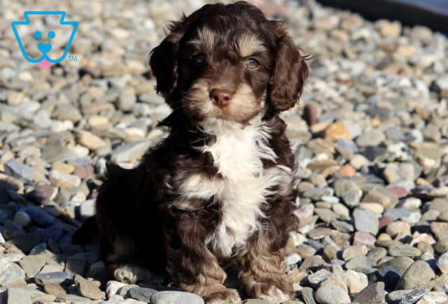 Fletcher Cockapoo image