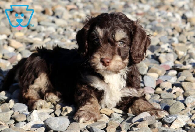 Fletcher Cockapoo2 image