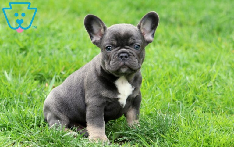 Frenchie Puppy