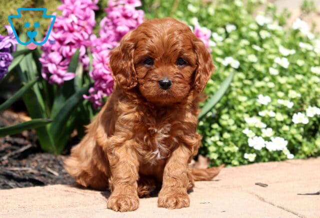 Gabby Cavapoo2 image
