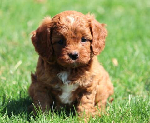 Garry Cavapoo2