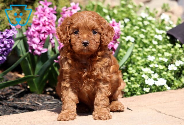 George Cavapoo image