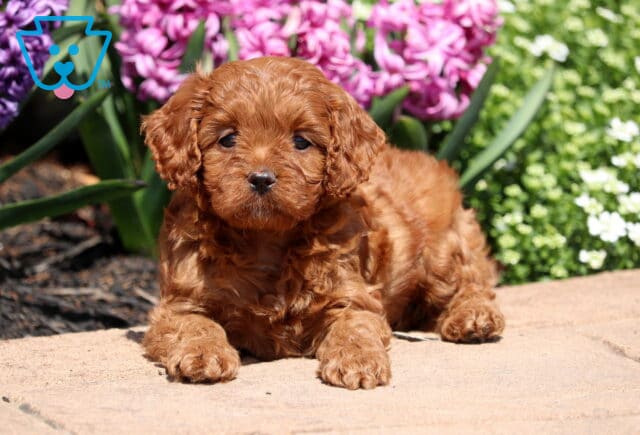 George Cavapoo2 image