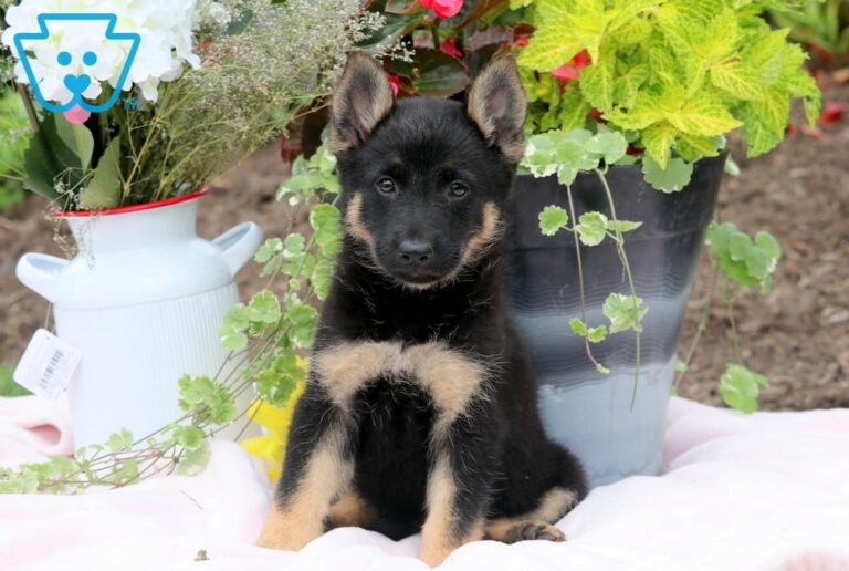 German Shepherd