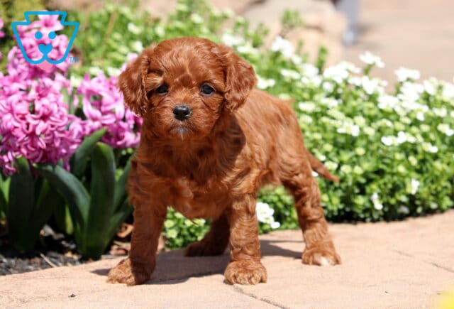 Gigi Cavapoo image