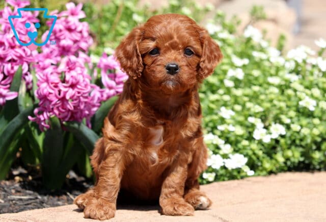 Gigi Cavapoo2 image