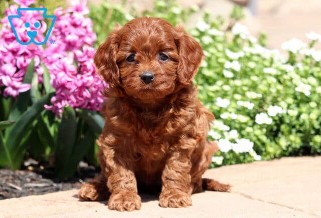 Ginger Cavapoo image