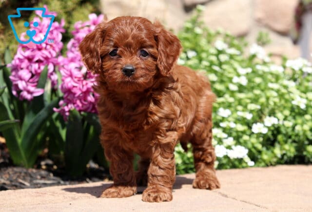 Ginger Cavapoo2 image