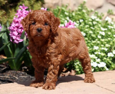 Gino Cavapoo2