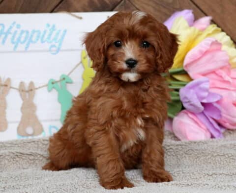 Hope Cavapoo2