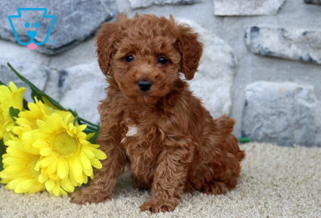 Fluffy red Mini Poodle puppy with a white patch on its chest sitting near yellow flowers, against a light surface and stone wall. image