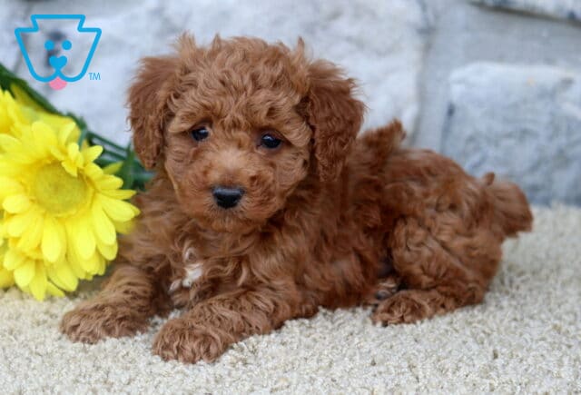 Red Mini Poodle puppy with a small white patch on its chest lying next to yellow flowers, with a stone wall as a backdrop. image