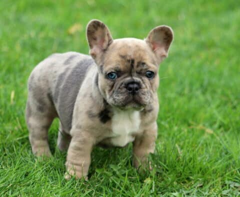 Kendrick Frenchie2