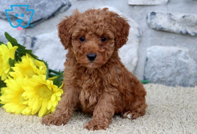 Cute red Mini Poodle puppy sitting in front of yellow flowers on a soft surface, framed by a rustic stone wall. image