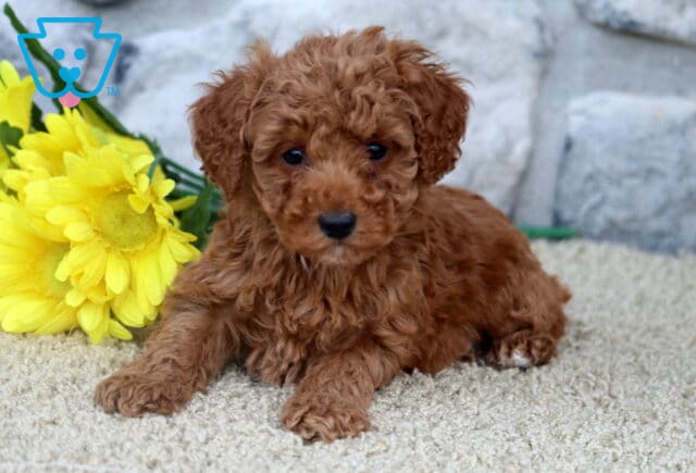 Red Mini Poodle puppy laying on light carpet near a cluster of yellow flowers, gazing forward with a soft expression and stone wall backdrop. image
